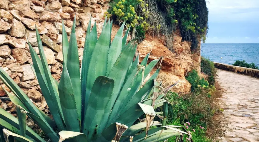 Agave vid promenadstråket längs havet